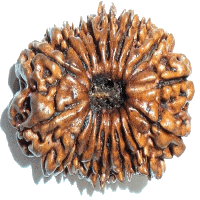 19 mukhi Rudraksha